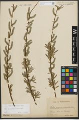Foto von Salix purpurea L. x Salix viminalis L.